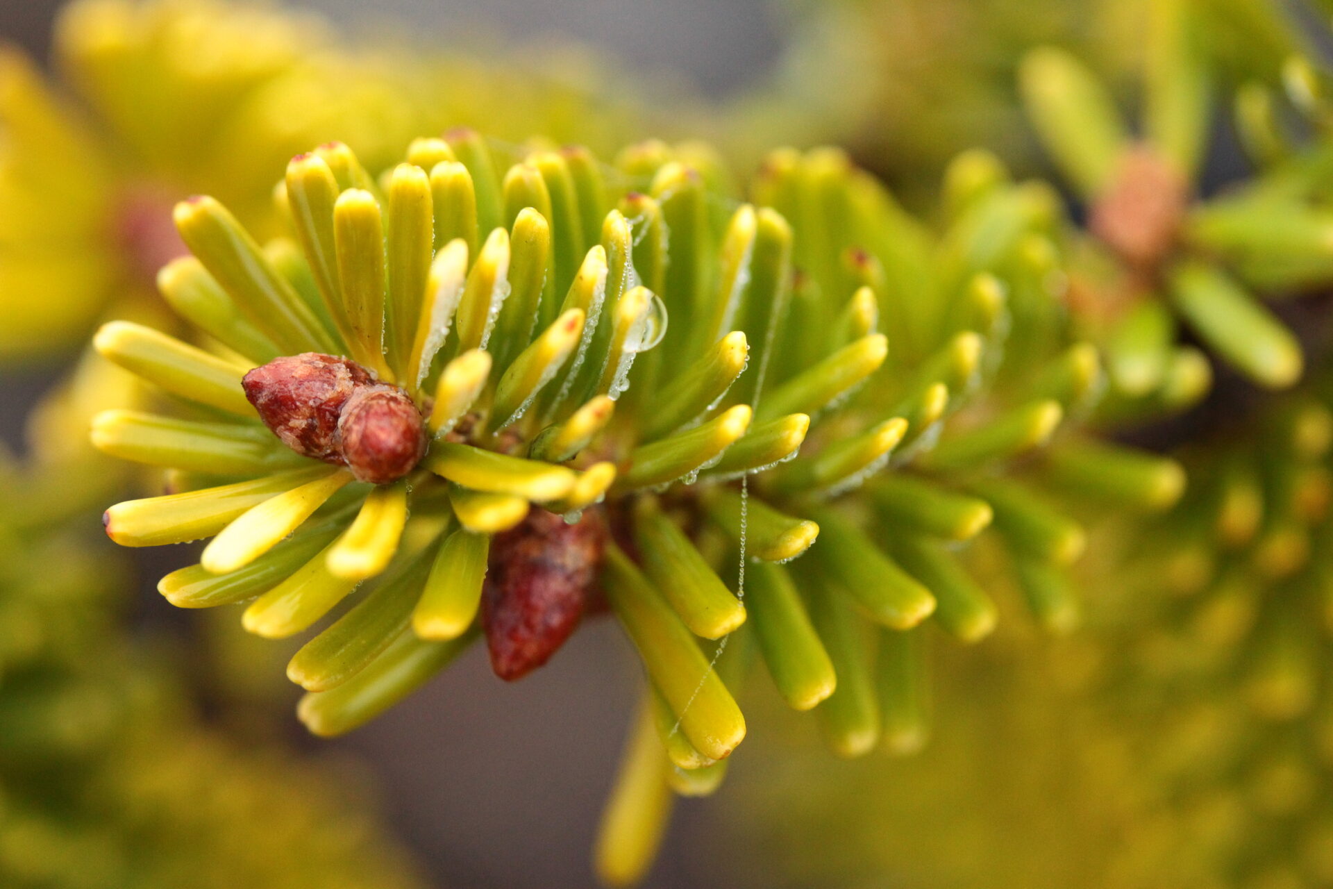 Abies homolepis 